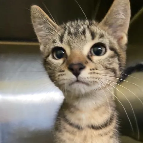A baby small-sized male Black Domestic Short Hair cat named Shark for adoption in Dayton, OH