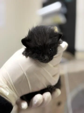 A baby small-sized female Domestic Short Hair cat named Lucy for adoption in Riverside, CA