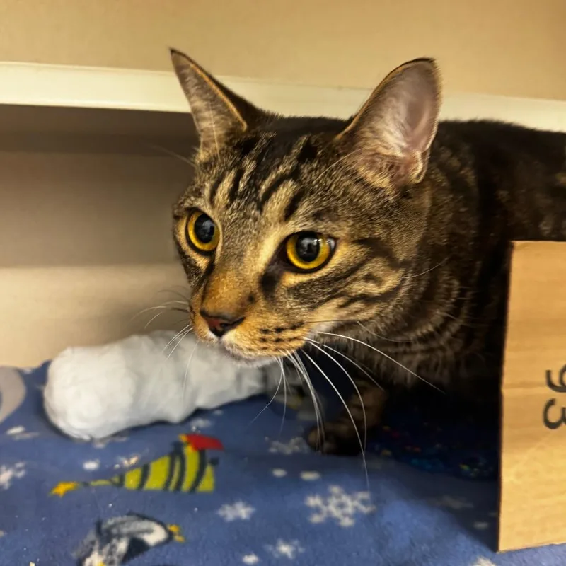 An adult large-sized male Brown / Chocolate Domestic Short Hair cat named Stan for adoption in Wheeling, IL