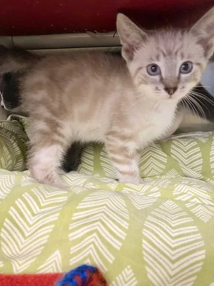 A baby small-sized male Domestic Short Hair cat named Bodhi for adoption in Munster, IN