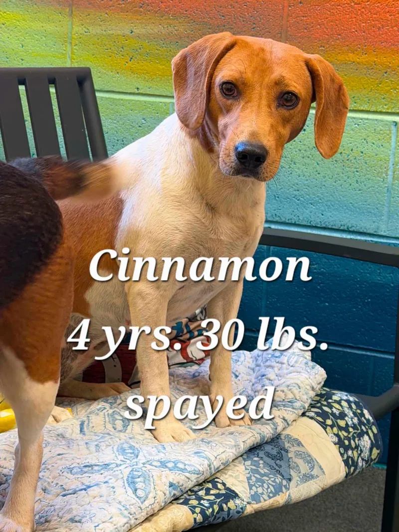 An adult medium-sized female Tricolor (Brown, Black, & White) Beagle dog named Daisy and Cinnamon for adoption in Amherst, VA