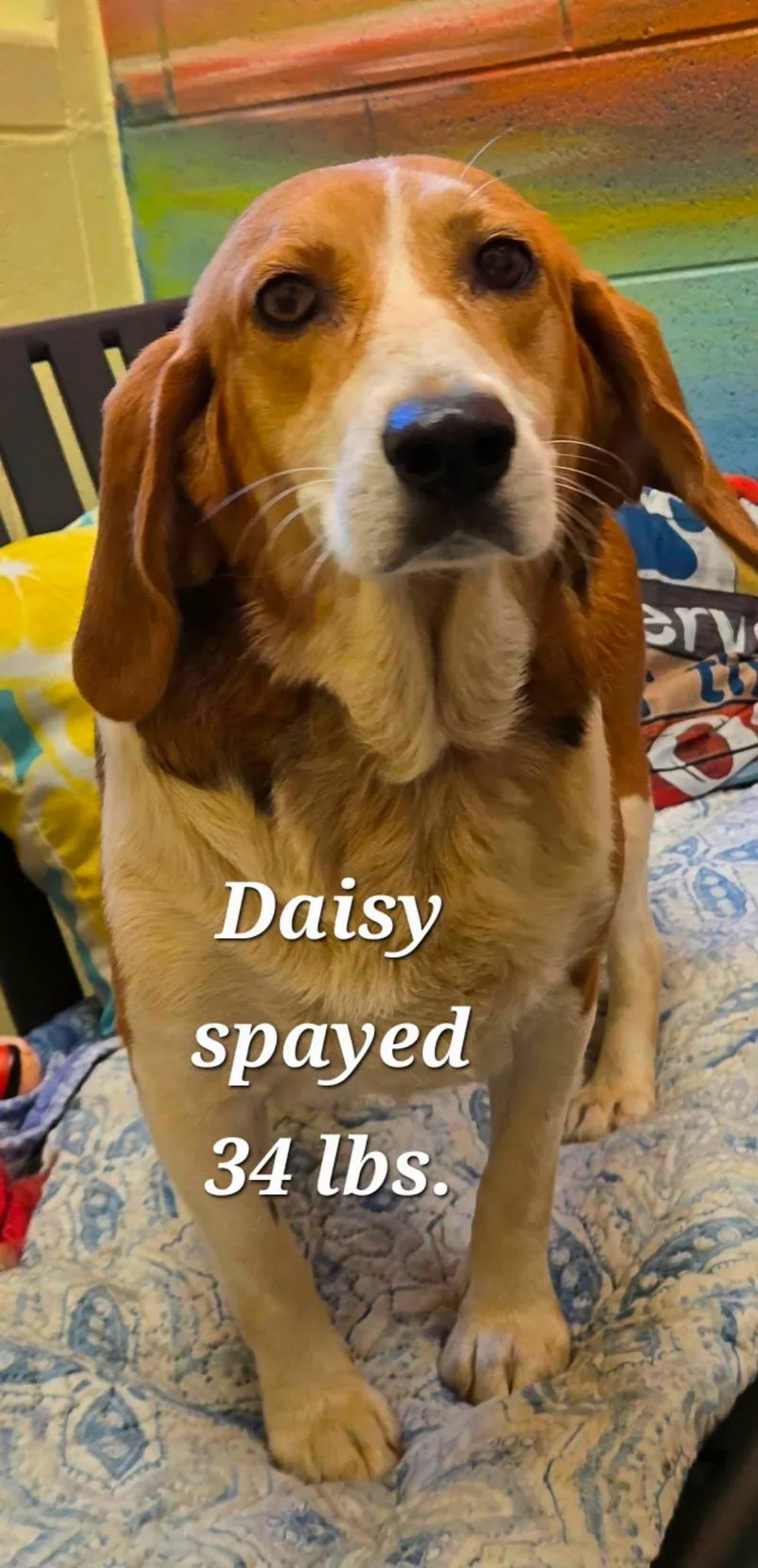 Daisy and Cinnamon thumbnail 2