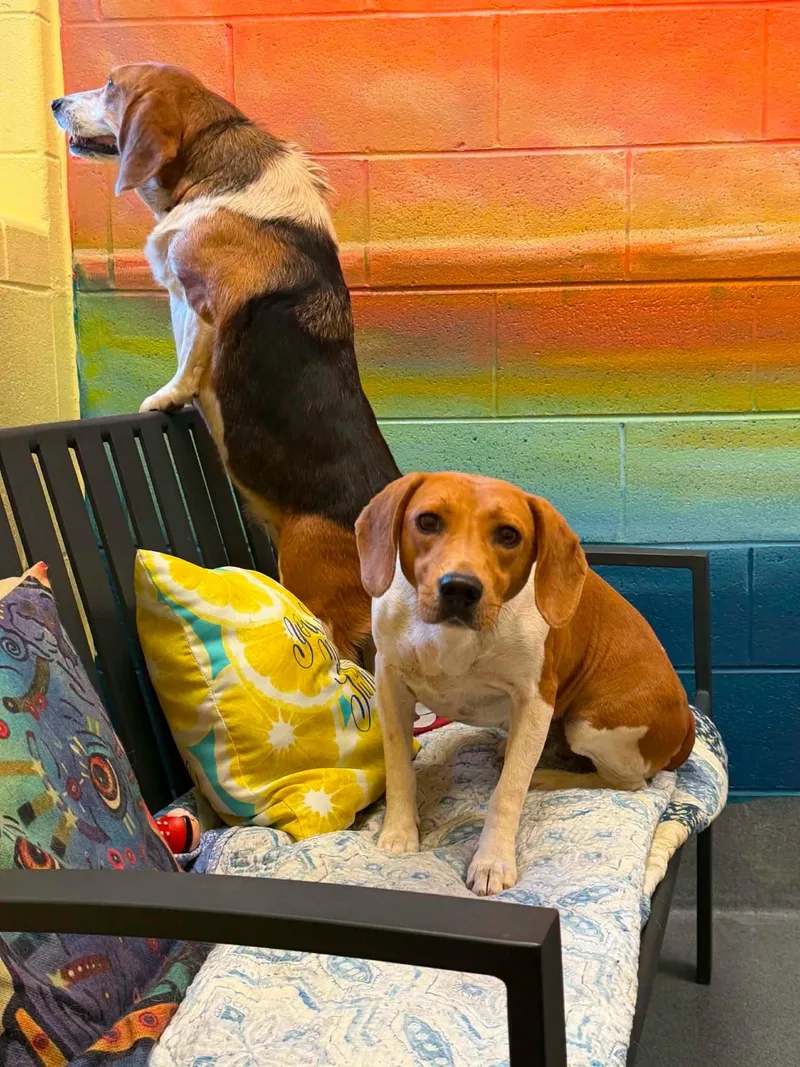 Daisy and Cinnamon thumbnail 3