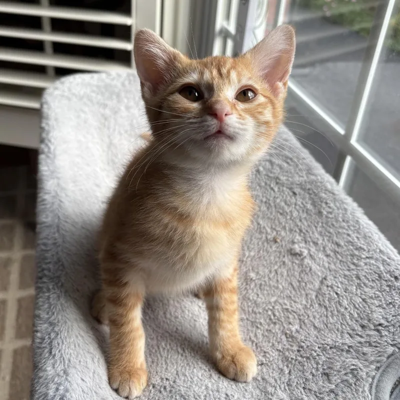 A baby small-sized male Orange / Red Domestic Short Hair cat named Luke for adoption in La Grange, KY