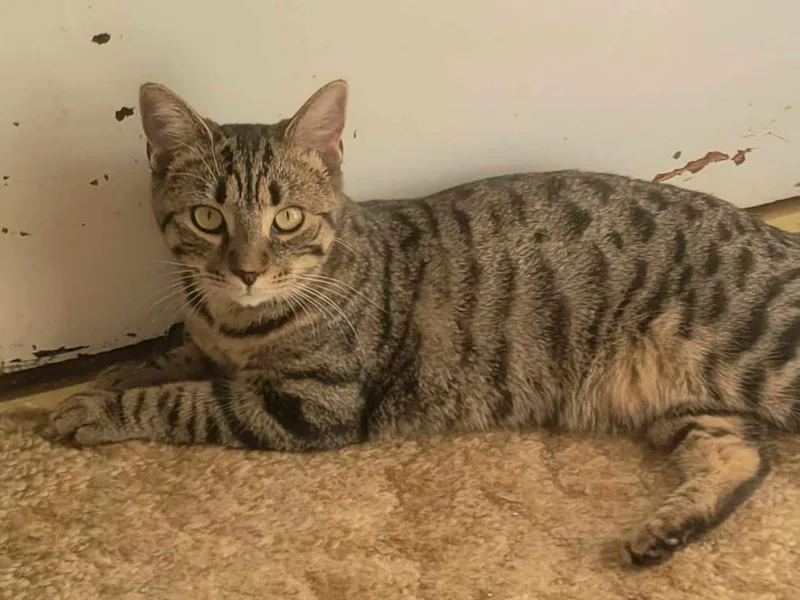 Cheetarah thumbnail 2