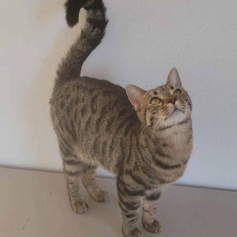 Cheetarah thumbnail 3