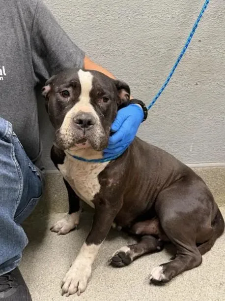 An adult medium-sized female Pit Bull Terrier dog named Jill for adoption in Las Vegas, NV