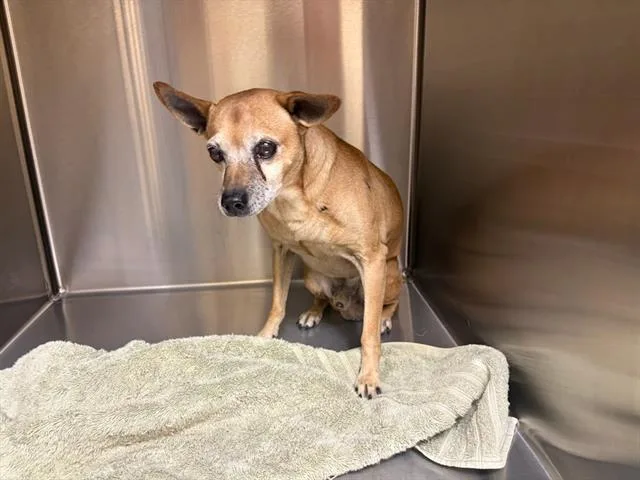 A senior small-sized male Chihuahua dog named Mr. Nibbles for adoption in Tustin, CA