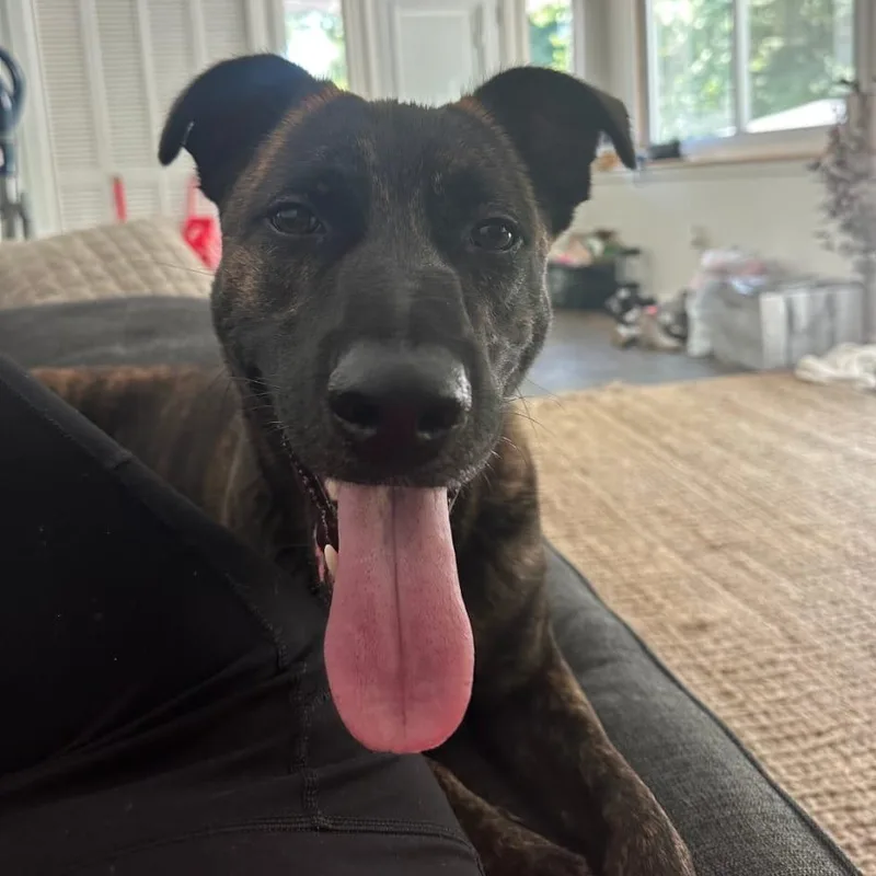 A young medium-sized male Belgian Shepherd / Malinois dog named Max for adoption in Yonkers, NY