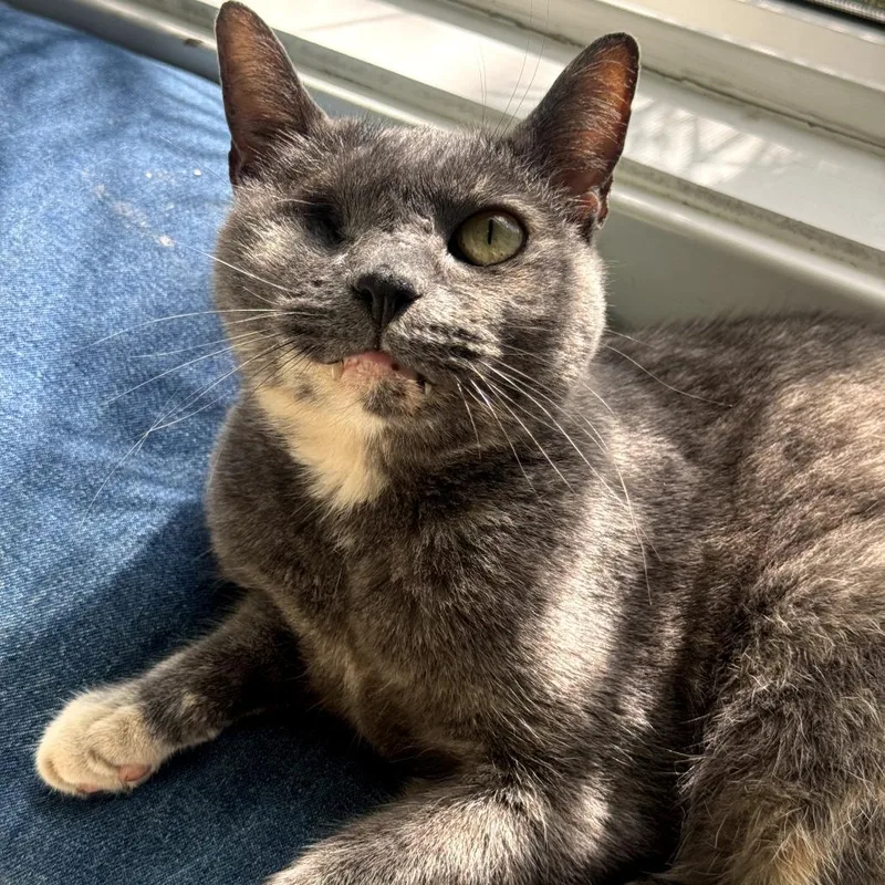 A senior small-sized female Gray / Blue / Silver Domestic Short Hair cat named Peeka for adoption in Pacific Palisades, CA