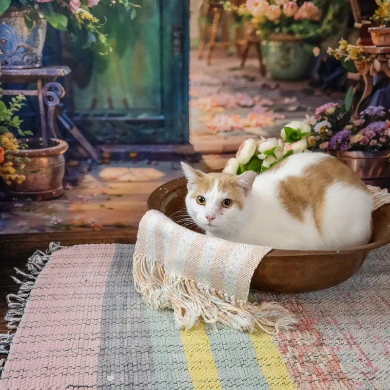 An adult medium-sized male Orange & White Domestic Short Hair cat named Hillbilly for adoption in Lapeer, MI