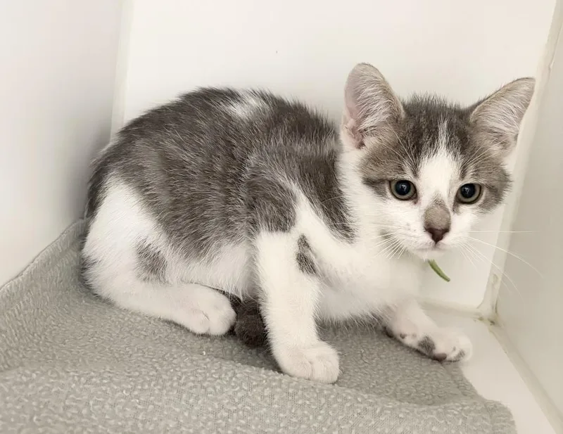 A baby small-sized male Gray & White Domestic Short Hair cat named Rick for adoption in Rochester, IN