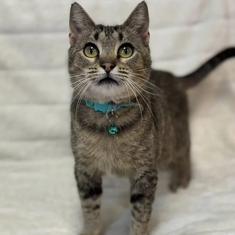 An adult medium-sized female Domestic Short Hair cat named Brindie for adoption in Effingham, IL