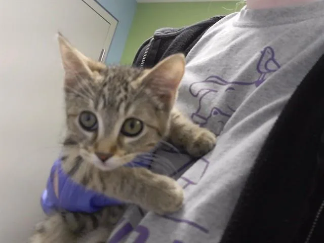 A baby small-sized female Domestic Short Hair cat named Flag for adoption in Omaha, NE