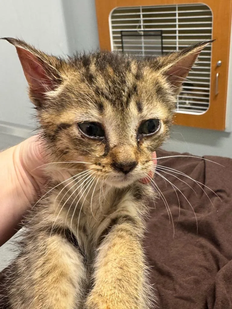 A baby medium-sized female Domestic Short Hair cat named Bass for adoption in Bloomington, IN