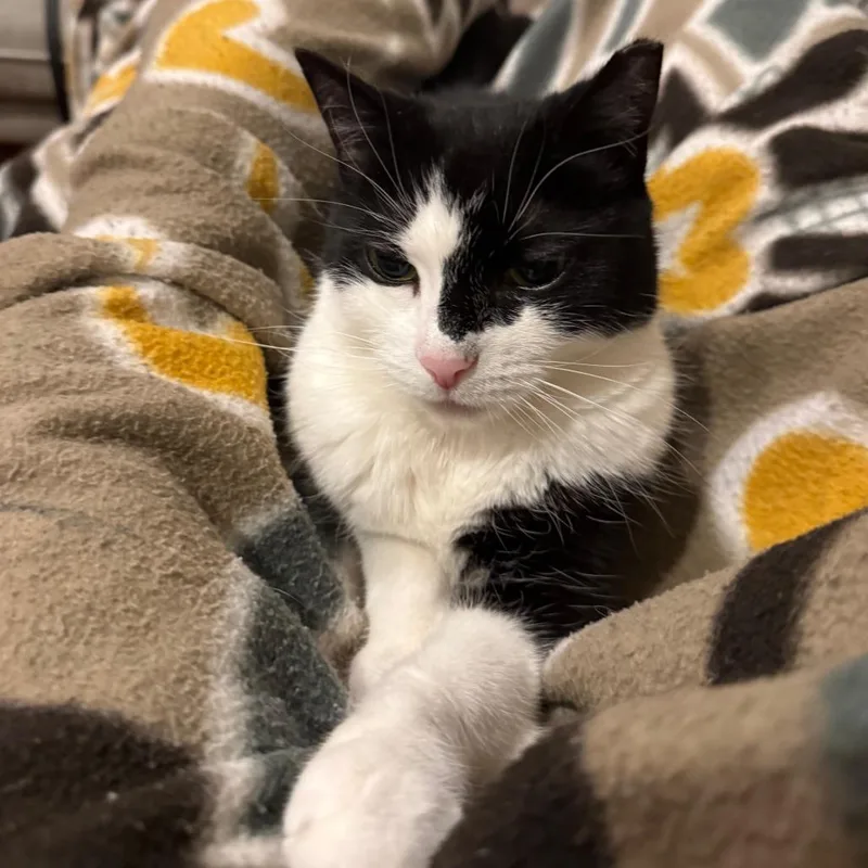 Puddy Cat thumbnail 2