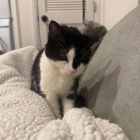 Puddy Cat thumbnail 3