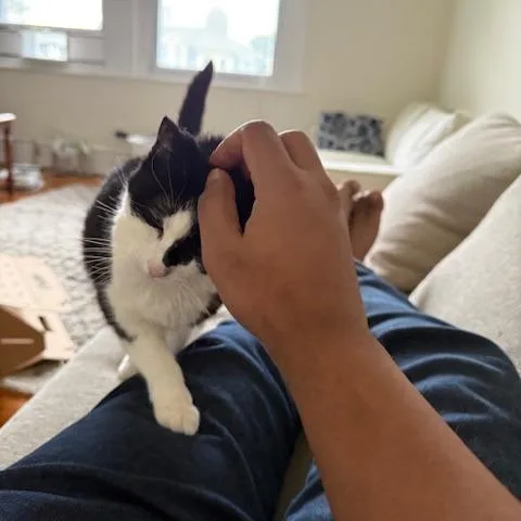 Puddy Cat thumbnail 4