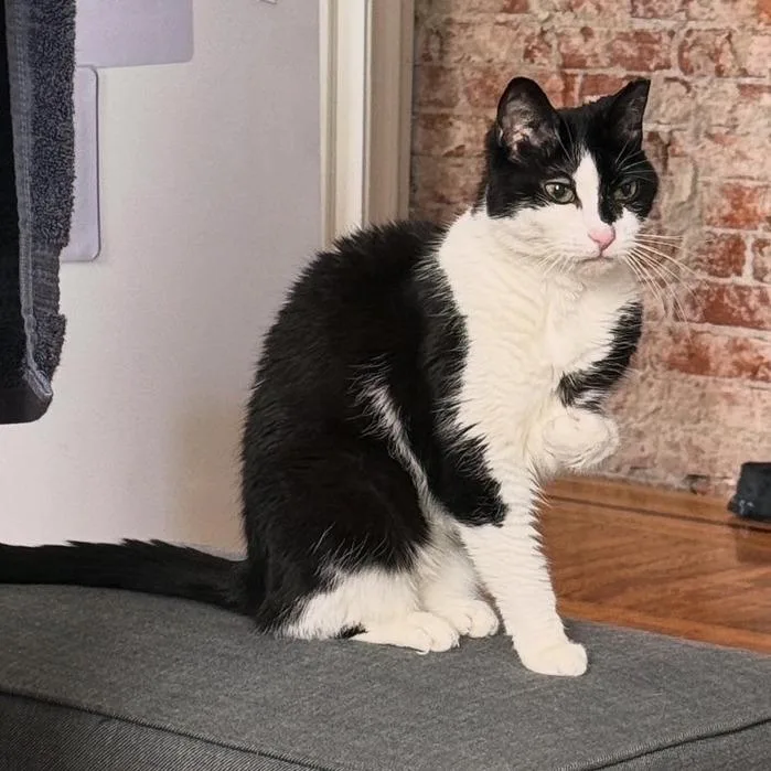 Puddy Cat thumbnail 5