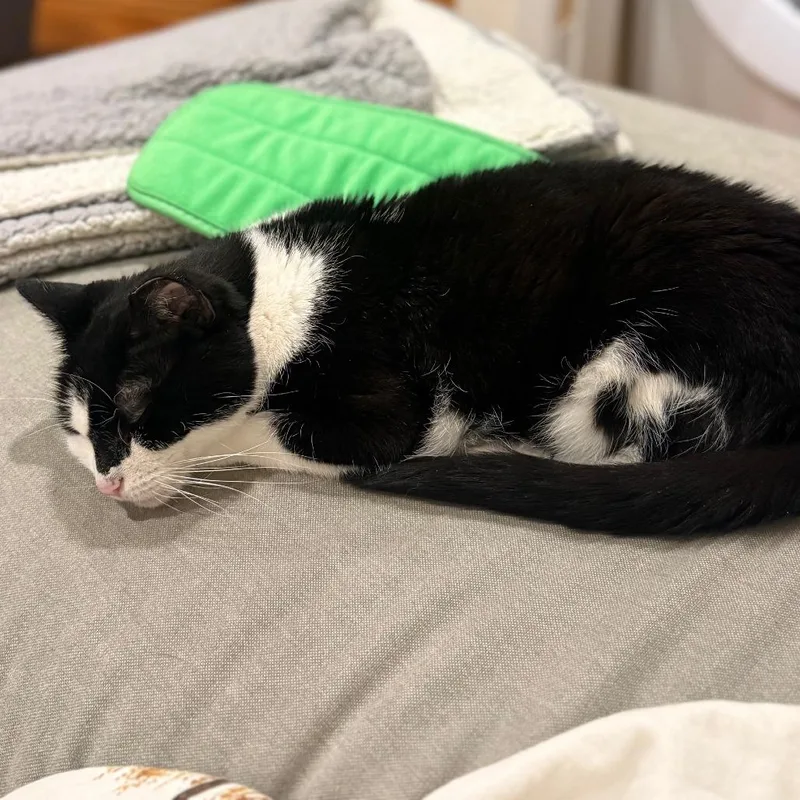 Puddy Cat thumbnail 6