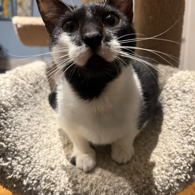 A young medium-sized male Black & White / Tuxedo Domestic Short Hair cat named Stache for adoption in Boca Raton, FL