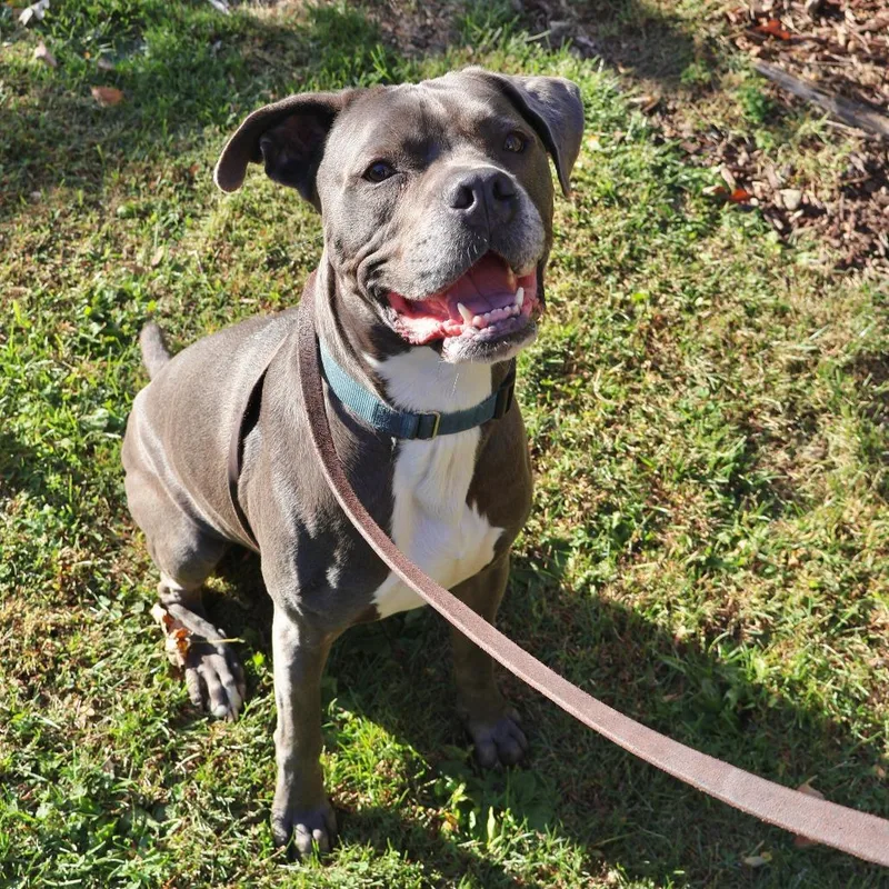 An adult small-sized male Gray / Blue / Silver Pit Bull Terrier dog named Roger for adoption in Briarcliff Manor, NY