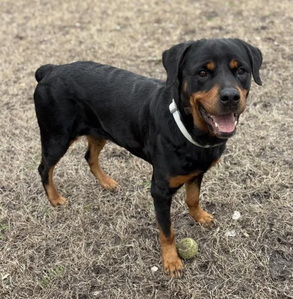 An adult large-sized female Rottweiler dog named Sapphire for adoption in Virginia Beach, VA