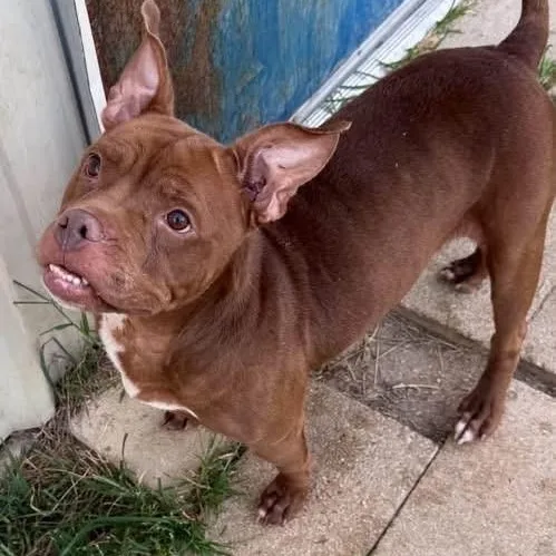 A young medium-sized female Brown / Chocolate American Staffordshire Terrier dog named Maple for adoption in Williston, VT