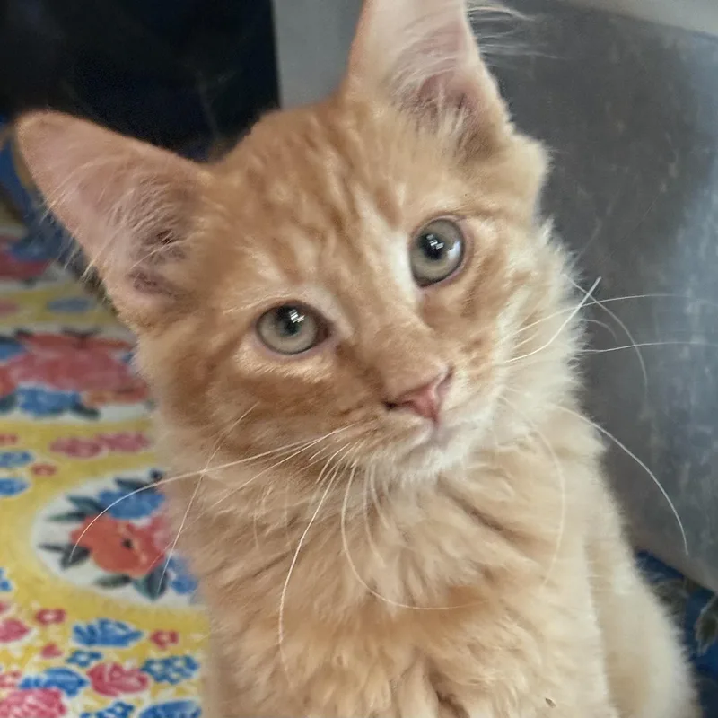 A baby small-sized male Domestic Medium Hair cat named Reggie for adoption in Santa Fe, NM