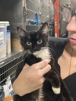 A baby small-sized female Domestic Medium Hair cat named Olive for adoption in Fairhope, AL