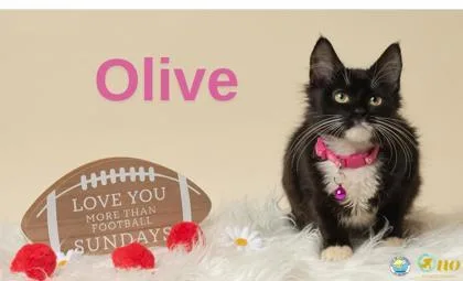 Olive thumbnail 2