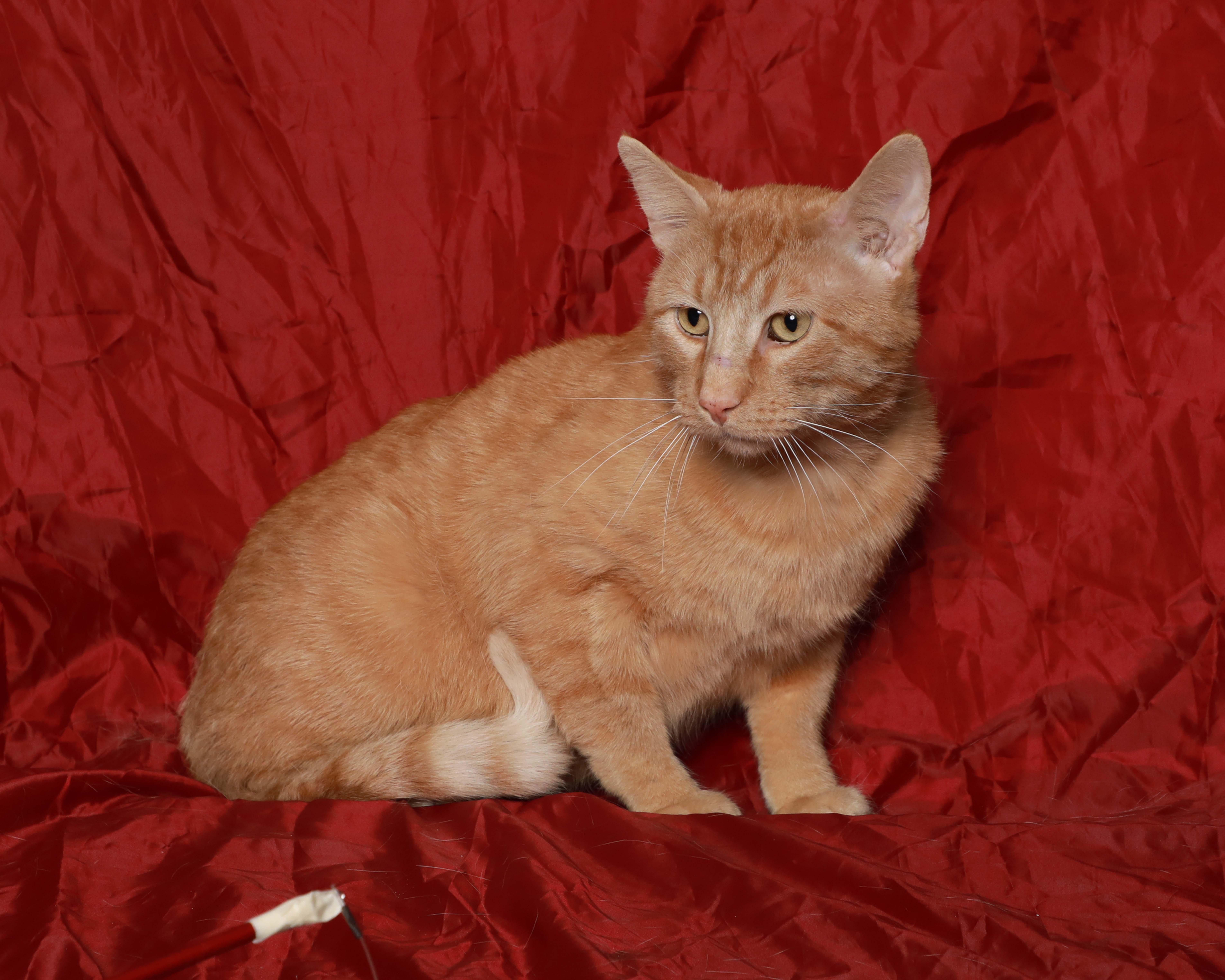 Van Gogh thumbnail 2