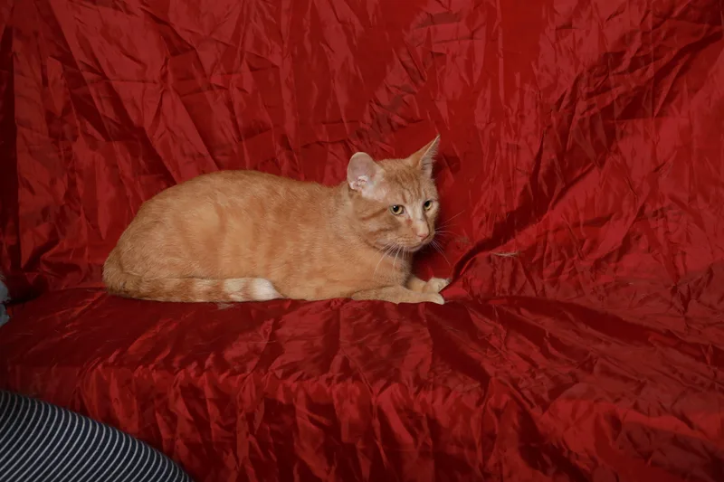 Van Gogh thumbnail 3