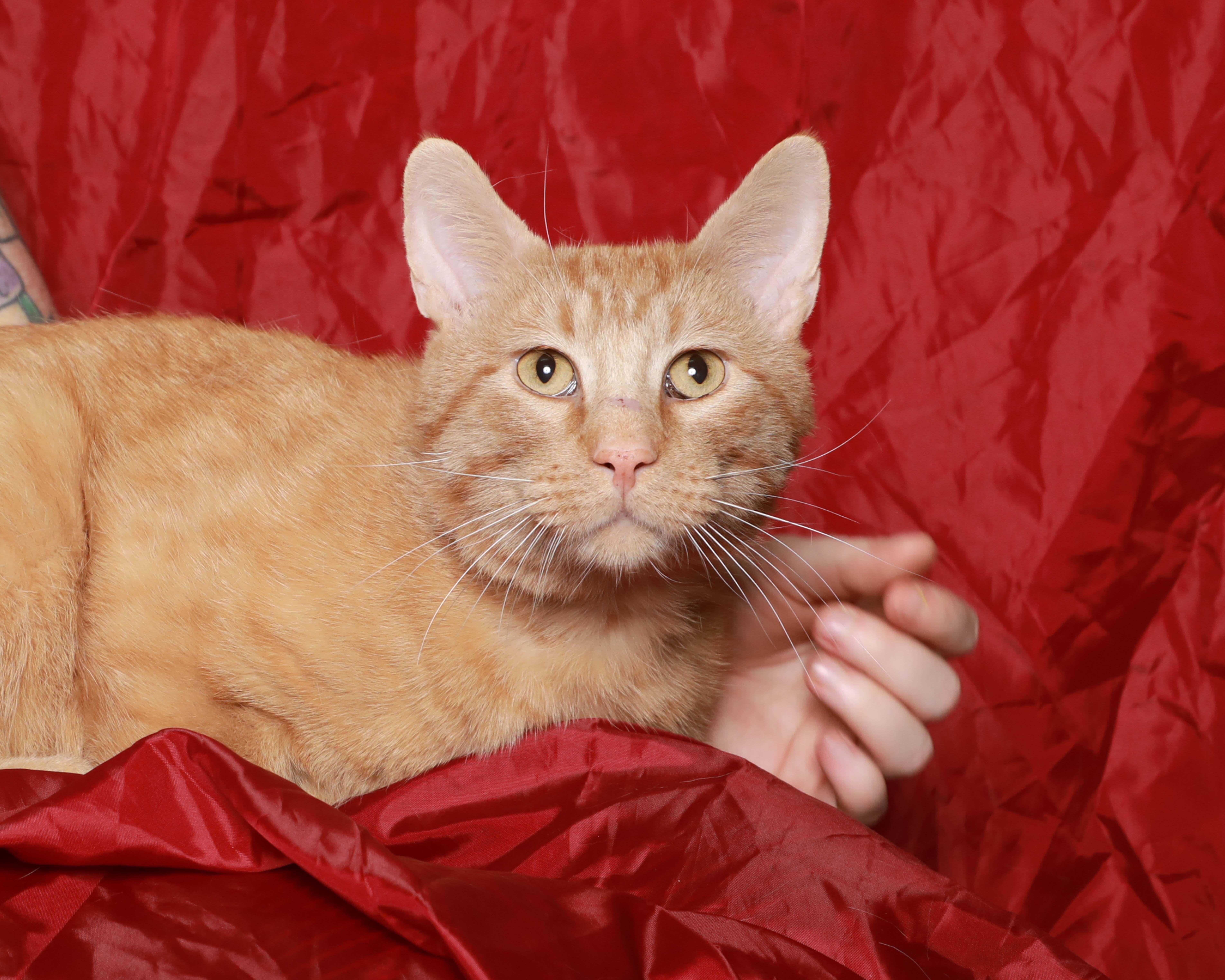 An adult small-sized male Orange / Red Domestic Short Hair cat named Van Gogh for adoption in Rock Falls, IL