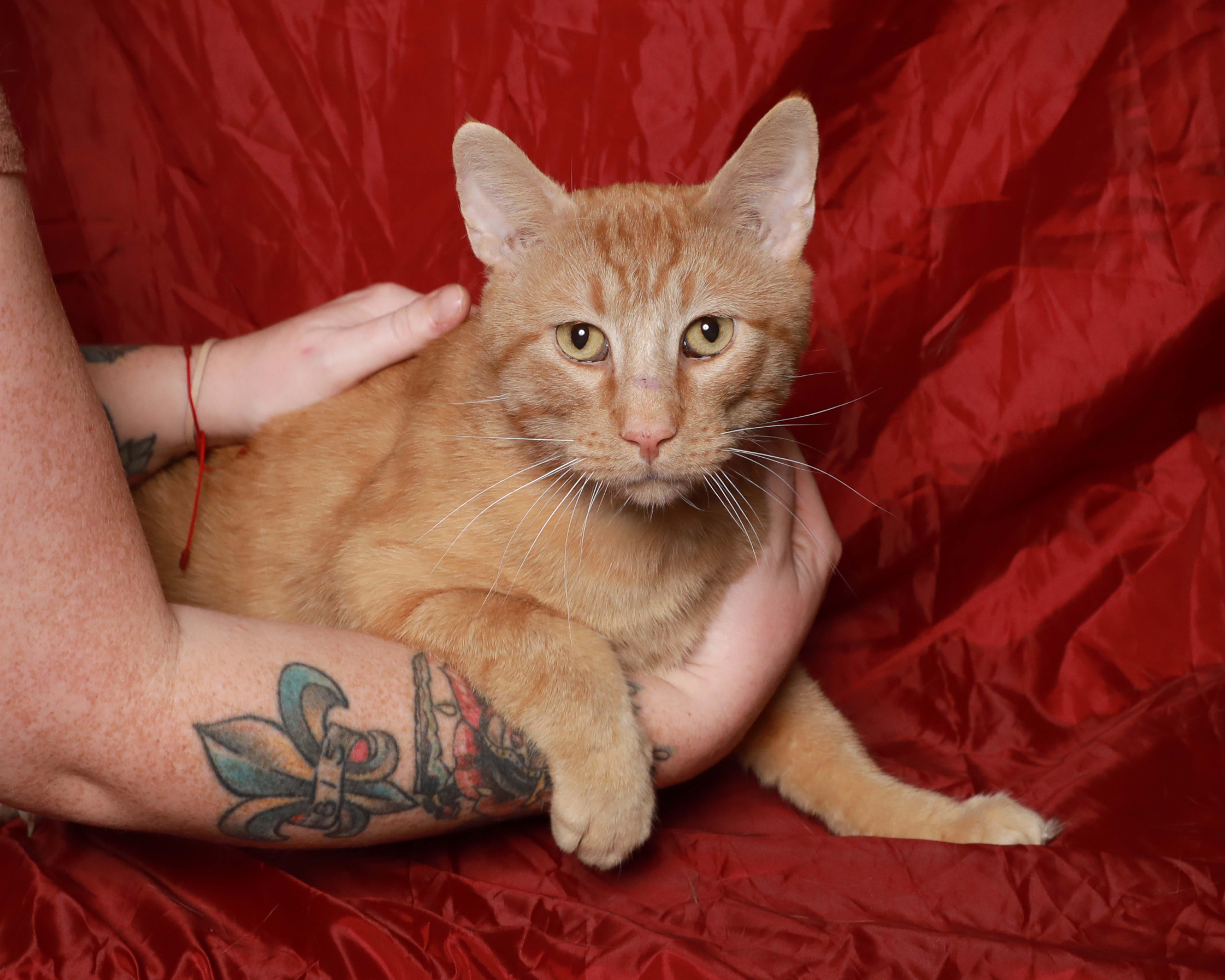 Van Gogh thumbnail 4