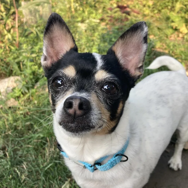 A senior small-sized female White / Cream Chihuahua dog named Bailey for adoption in Providence, RI