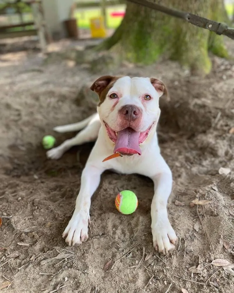 A young large-sized male Tricolor (Brown, Black, & White) American Bulldog dog named Henry for adoption in Milton, FL