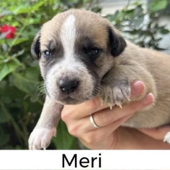Meri