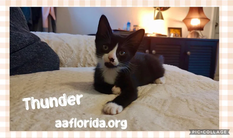 A young medium-sized female Black & White / Tuxedo Tuxedo cat named Thunder for adoption in Pensacola, FL