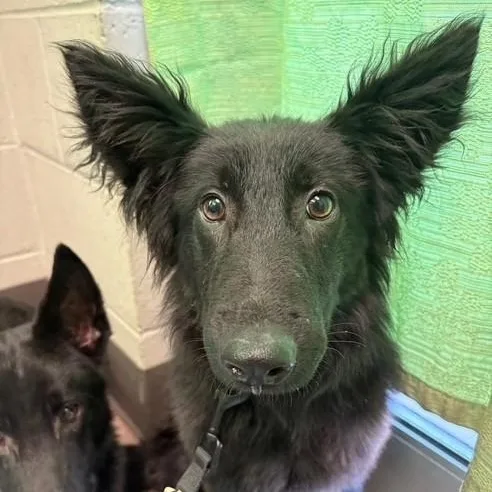 A baby medium-sized female Black German Shepherd Dog dog named Dixie Mae for adoption in Williston, VT