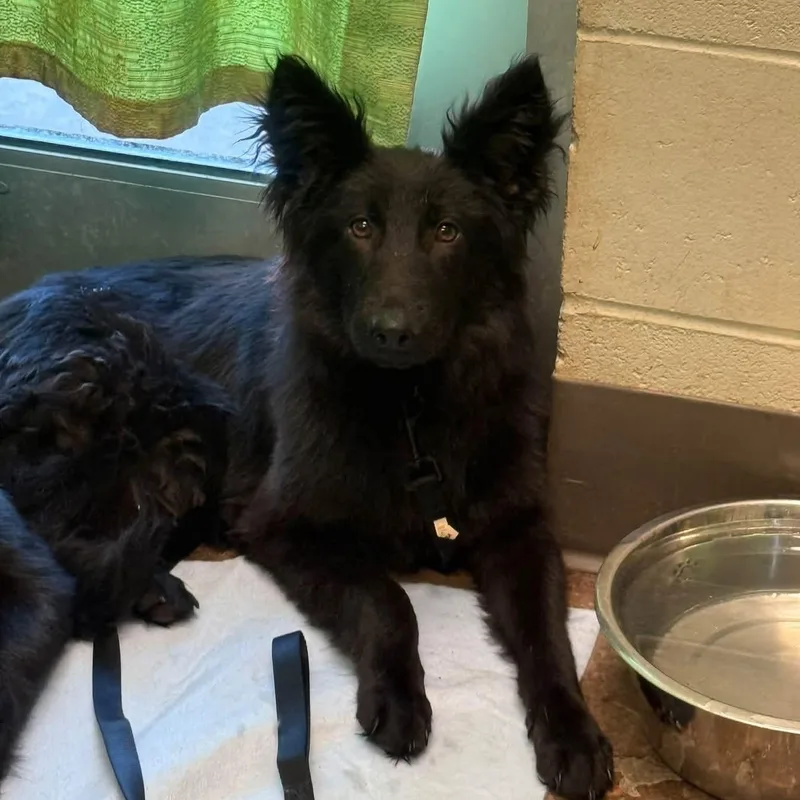 Dixie Mae thumbnail 2