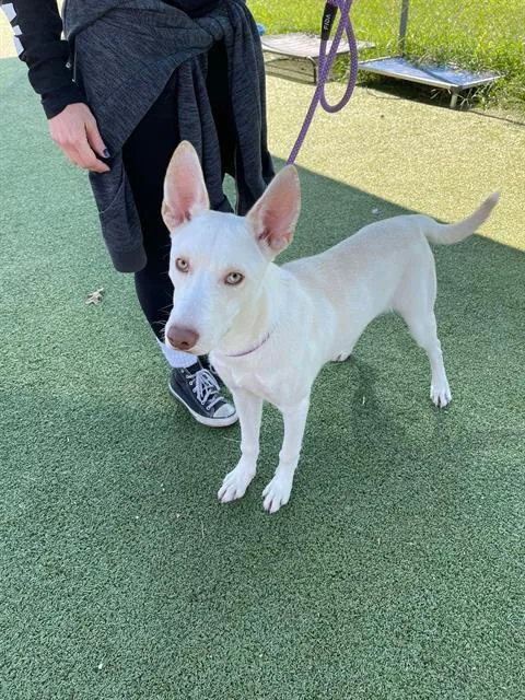 A young medium-sized male Siberian Husky dog named Casper for adoption in Pasadena, TX