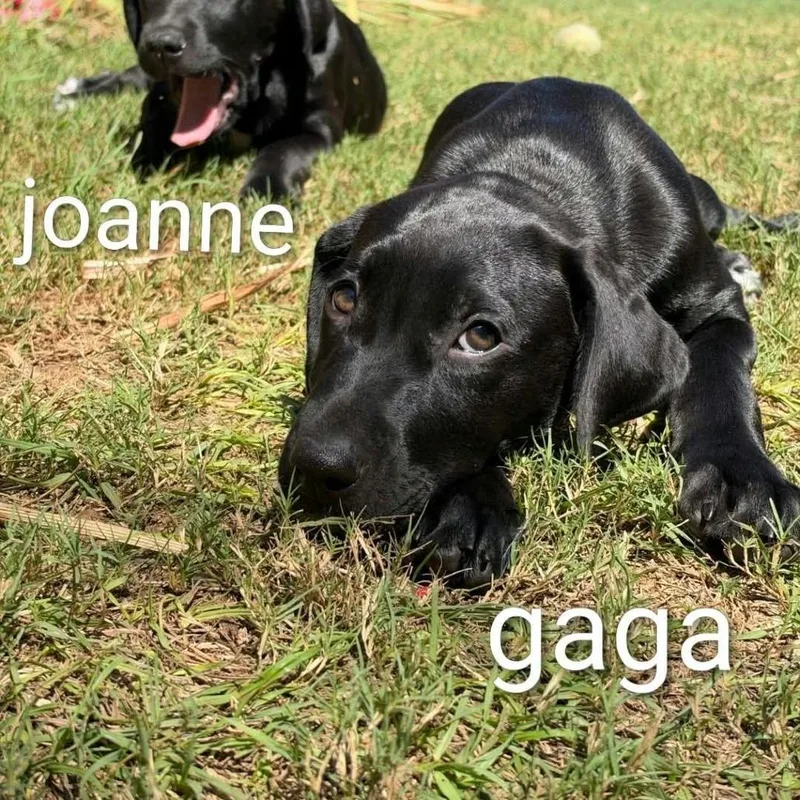 A baby medium-sized female Black Labrador Retriever dog named Gaga for adoption in Griswold, CT