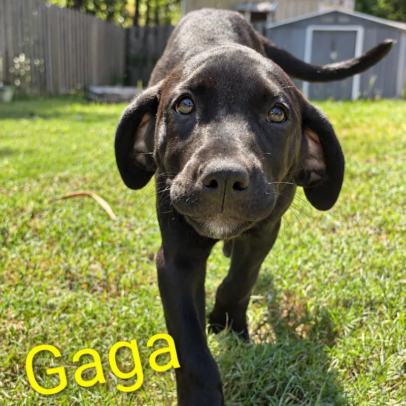 Gaga thumbnail 3