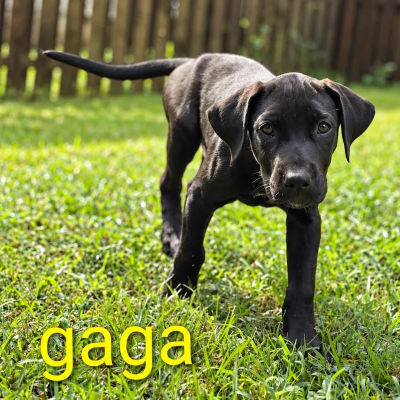 Gaga thumbnail 4