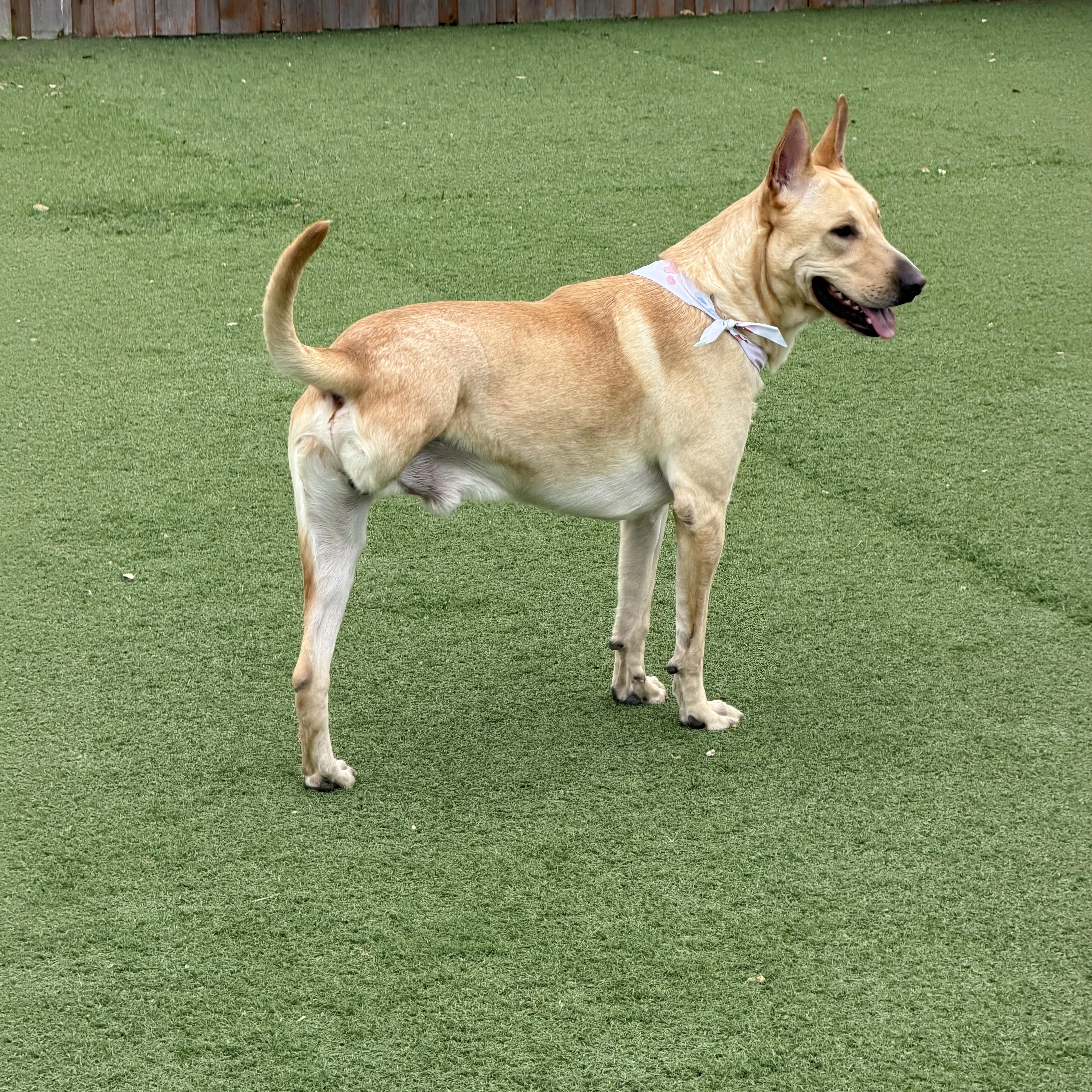 An adult large-sized male Shepherd dog named Frito for adoption in Carrollton, TX