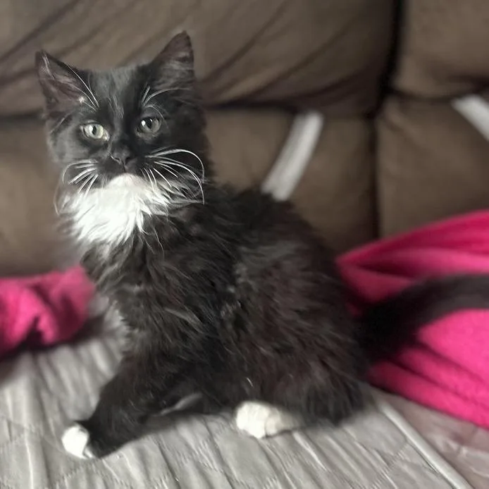A baby small-sized female Black Domestic Long Hair cat named Breadsticks for adoption in Naperville, IL