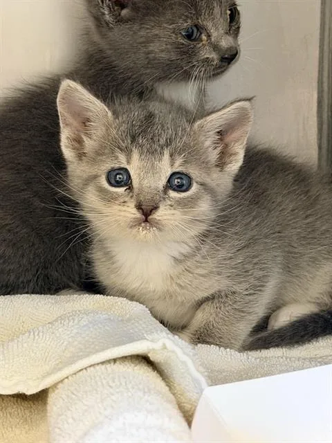 A baby small-sized female Domestic Short Hair cat named Gorda for adoption in Santa Cruz, CA