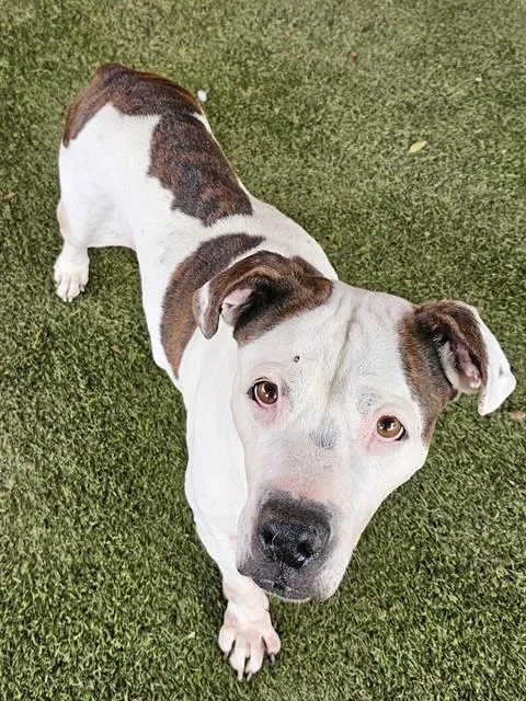 A senior large-sized female American Bulldog dog named Lucy for adoption in Miami, FL