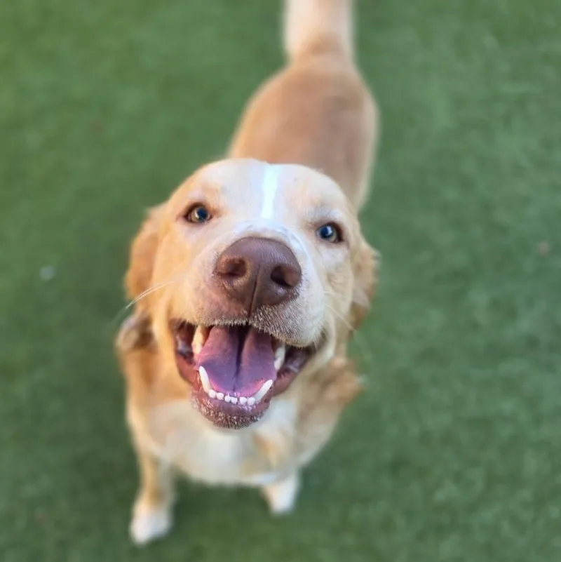 An adult large-sized male Yellow / Tan / Blond / Fawn Mixed Breed dog named Buck for adoption in Greensboro, NC